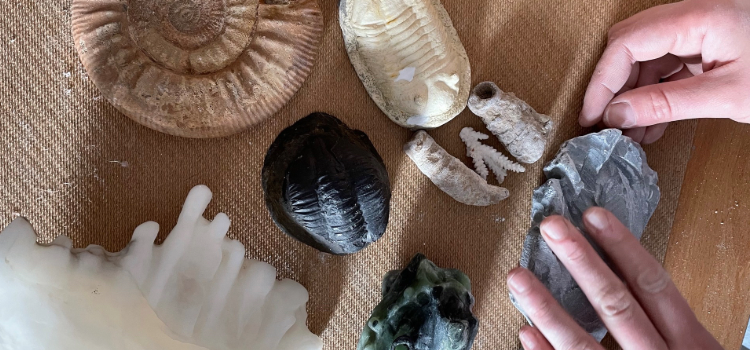 Framtidsfossil-sida.png