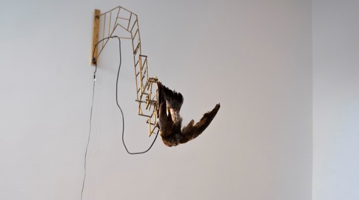 Uppstoppad fågel hänger från ställning på vägg. 